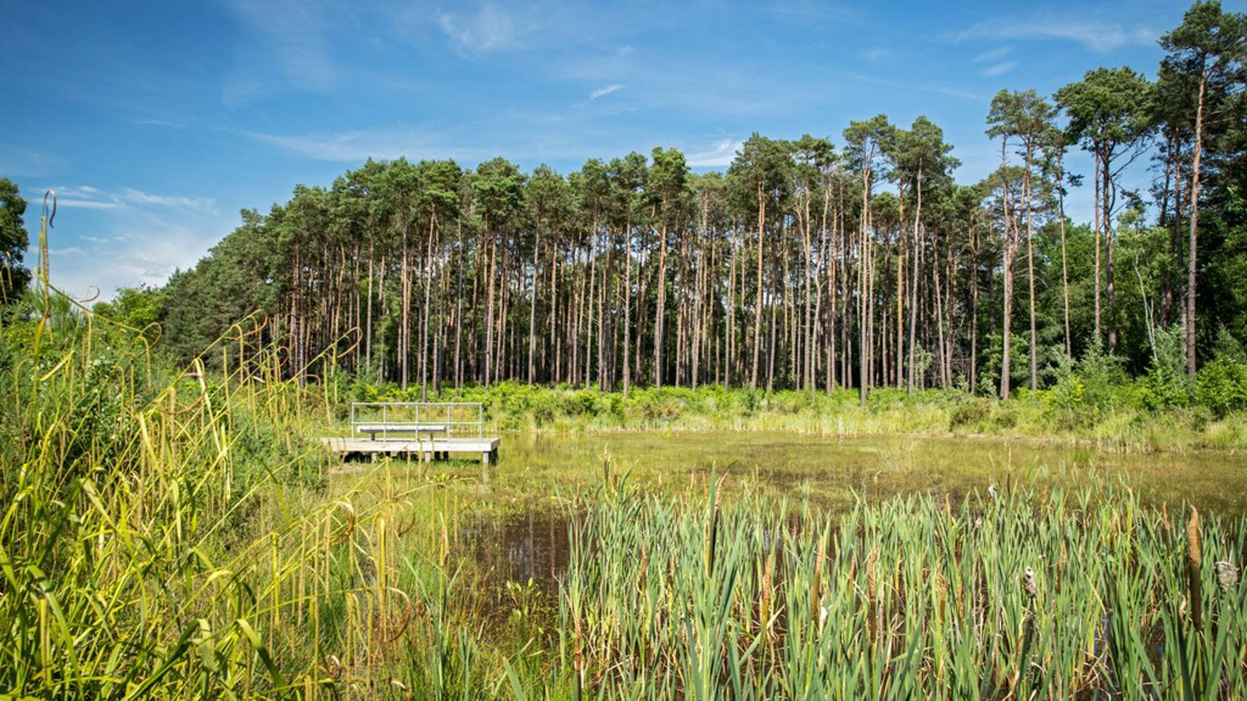 Crowthorne Local Area