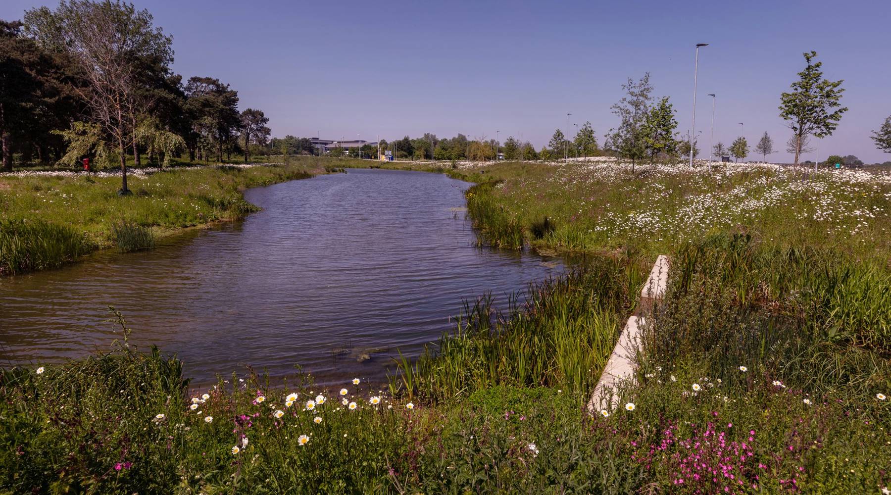 Wild flowers and lake | Waterbeach | Cala Homes for sale Cambridgeshire